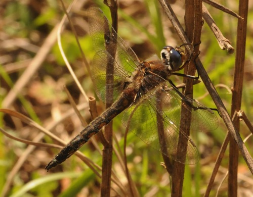 Male
2015_03_29_Perry_AL